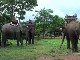 Слоны в Фу Асе