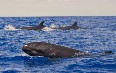 Pico Whale Watching Images