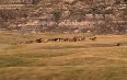 Prairie in Alberta 图片