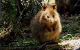 Quokka at Rottnest Island 图片