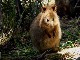 Quokka at Rottnest Island