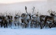 Гренландия, северные олени Фото