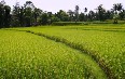 Rice Fields in Ubud 写真