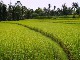 Rice Fields in Ubud