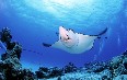 Saipan diving Images