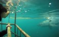 Shark Cage Diving in Сape Town 写真