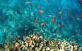 Snorkelling in El Fanar Beach Images