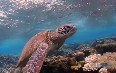 Snorkelling on Lady Elliot Island Images