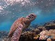 Подводное плавание на острове Леди Элиот