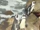 Колония пингвинов Стони Поинт