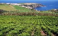 Tea Plantations 写真