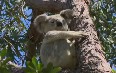 Townsville Nature 图片