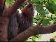 Ленивец Гоффмана в Национальном Парке Корковадо