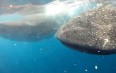 Whale Sharks on Isla Mujeres 写真