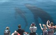 Whale Watching on Hervey Bay Images