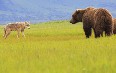 Wildlife Tours in Alaska 写真