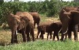 Wildlife in Tsavo East National Park 写真