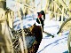 Зимняя охота на фазана в Северной Дакоте