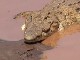 Крокодилы в Тсаво